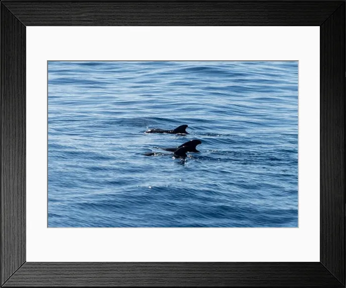 Framed Print : Watching flock of dolfins and whales from touristic boat in deep Atlantic ocean Framed Print : Watching flock of dolfins and whales from touristic boat in deep Atlantic ocean