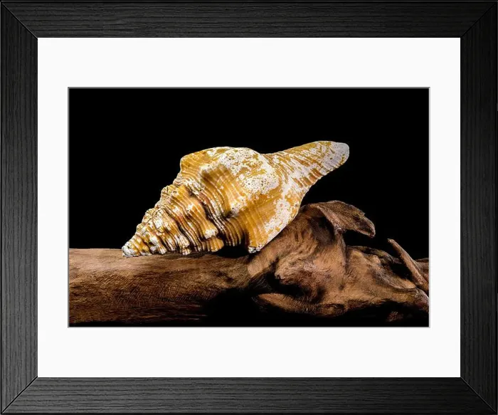 Framed Print : Close-up of an Africofusus ocelliferus shell Framed Print : Close-up of an Africofusus ocelliferus shell