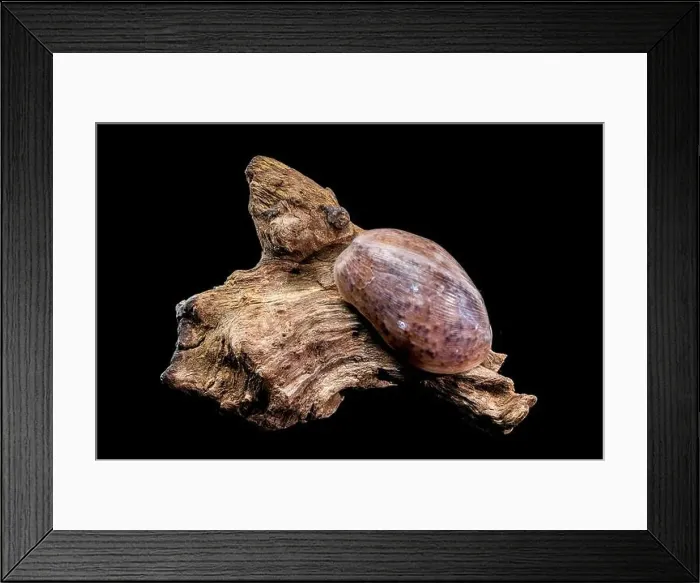 Framed Print : Close-up of a Bulla quoyii, also known as the brown bubble snail Framed Print : Close-up of a Bulla quoyii, also known as the brown bubble snail