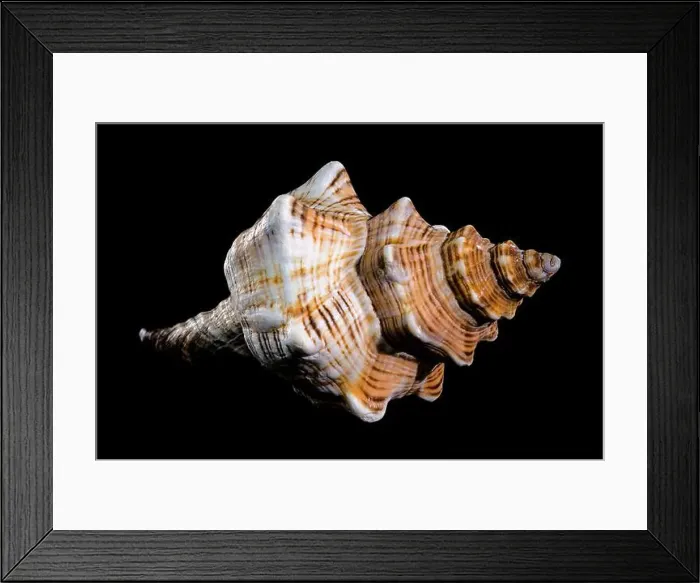 Framed Print : Close-up of a Pleuroploca trapezium shell
