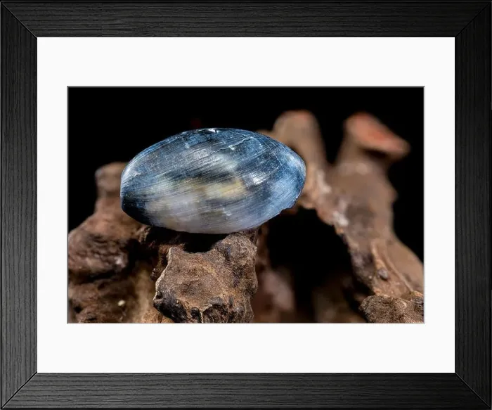 Framed Print : Close-up of a Nerite snail shell resting on textured driftwood against a black background Framed Print : Close-up of a Nerite snail shell resting on textured driftwood against a black background