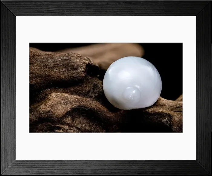 Framed Print : Close-up of a Nerite snail shell resting on textured driftwood against a black background Framed Print : Close-up of a Nerite snail shell resting on textured driftwood against a black background