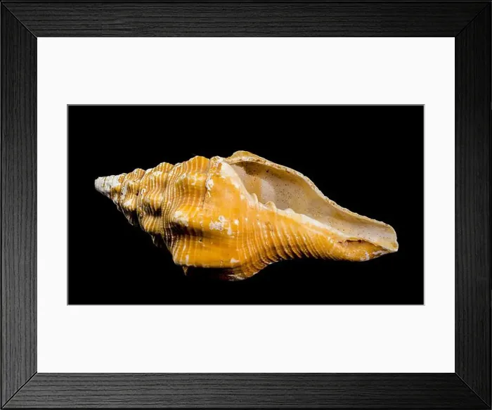 Framed Print : Close-up of an Africofusus ocelliferus shell Framed Print : Close-up of an Africofusus ocelliferus shell