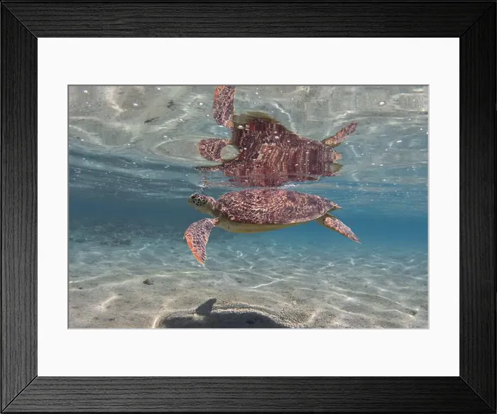 Framed Print : Sea turtle in shallow water and its reflection on the sea surface Framed Print : Sea turtle in shallow water and its reflection on the sea surface