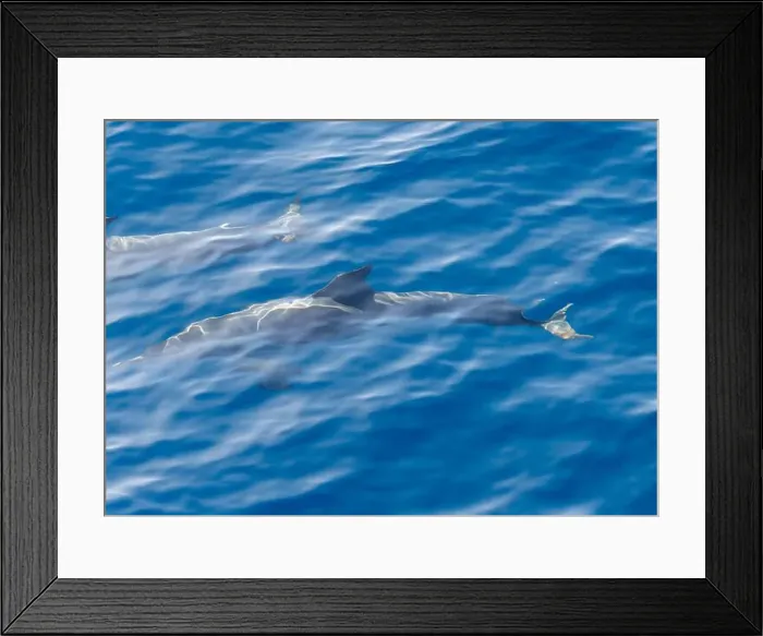 Framed Print : Watching flock of dolfins and whales from touristic boat in deep Atlantic ocean Framed Print : Watching flock of dolfins and whales from touristic boat in deep Atlantic ocean