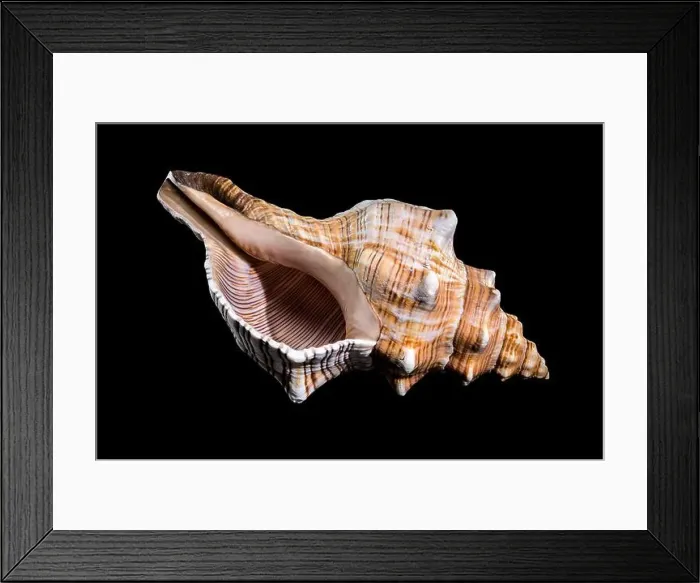 Framed Print : Close-up of a Pleuroploca trapezium shell