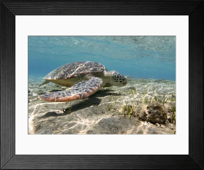 Framed Print : Sea turtle in shallow sea underwater Framed Print : Sea turtle in shallow sea underwater