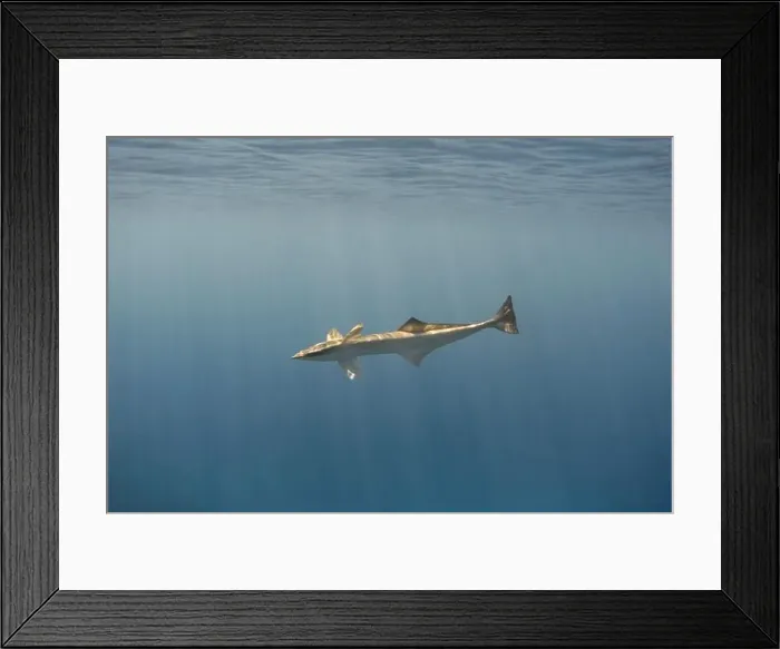 Framed Print : A single remora fish in the blue sea Framed Print : A single remora fish in the blue sea