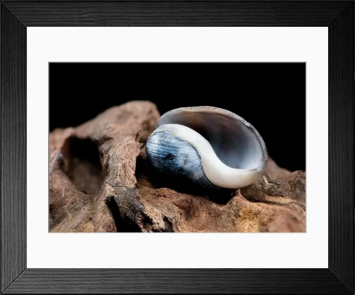 Framed Print : Close-up of a Nerite snail shell resting on textured driftwood against a black background Framed Print : Close-up of a Nerite snail shell resting on textured driftwood against a black background