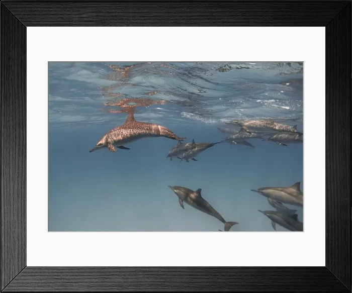 Framed Print : Spinner dolphins (Stenella longirostris) in the blue sea underwater. Red sea Framed Print : Spinner dolphins (Stenella longirostris) in the blue sea underwater. Red sea