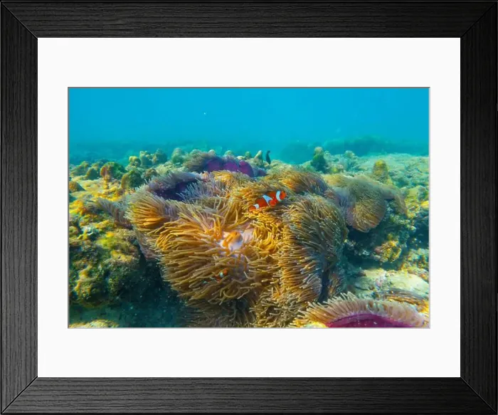 Framed Print : Three Clown fish Amphiprion ocellaris swim fish in polyps poisonous dangerous anemones in symbiotic neighborhood Framed Print : Three Clown fish Amphiprion ocellaris swim fish in polyps poisonous dangerous anemones in symbiotic neighborhood