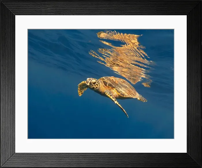 Framed Print : Sea turtle and its reflection on the surface of the water Framed Print : Sea turtle and its reflection on the surface of the water
