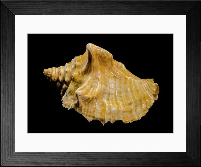 Framed Print : Close-up of a golden Strombus costatus seashell against a black background, showcasing intricate textures and contrasts Framed Print : Close-up of a golden Strombus costatus seashell against a black background, showcasing intricate textures and contrasts