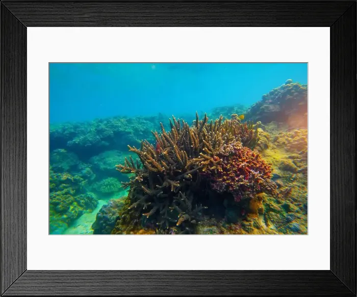 Framed Print : Underwater coral reef. View swim float, habitat of biocenosis of exotic marine tropical animals Framed Print : Underwater coral reef. View swim float, habitat of biocenosis of exotic marine tropical animals