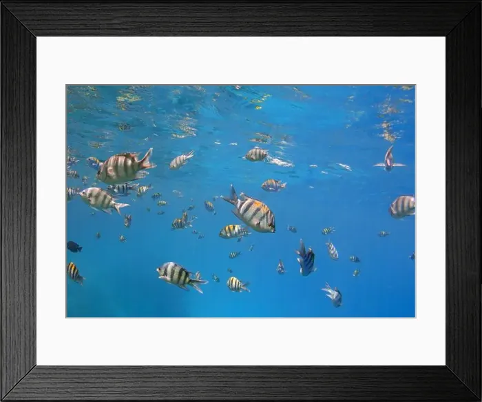 Framed Print : School of sergeant fishes and reflections on the surface of the blue sea, underwater Framed Print : School of sergeant fishes and reflections on the surface of the blue sea, underwater