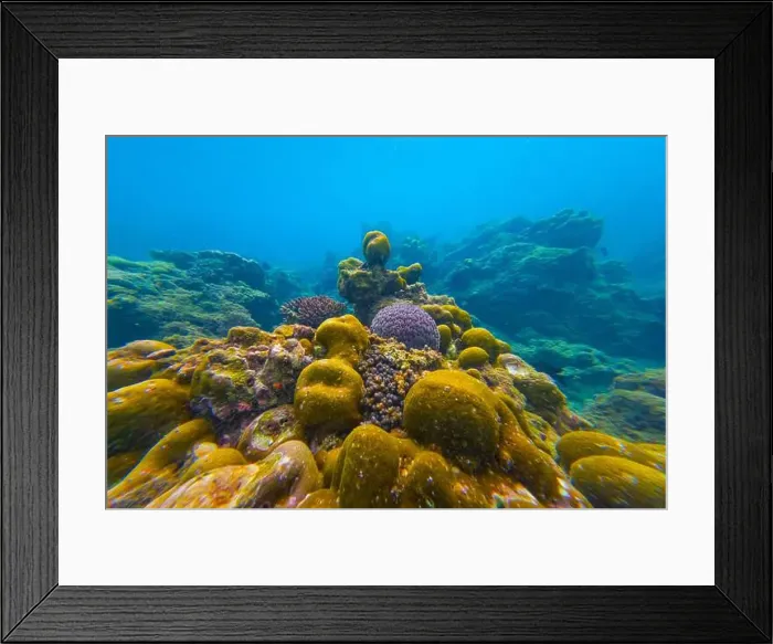 Framed Print : Underwater coral reef. View swim float, habitat of biocenosis of exotic marine tropical animals Framed Print : Underwater coral reef. View swim float, habitat of biocenosis of exotic marine tropical animals