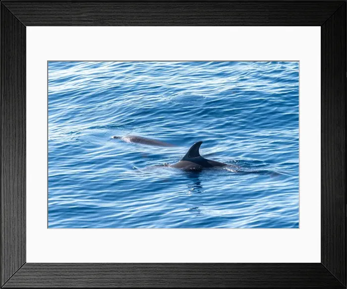 Framed Print : Watching flock of dolfins and whales from touristic boat in deep Atlantic ocean Framed Print : Watching flock of dolfins and whales from touristic boat in deep Atlantic ocean