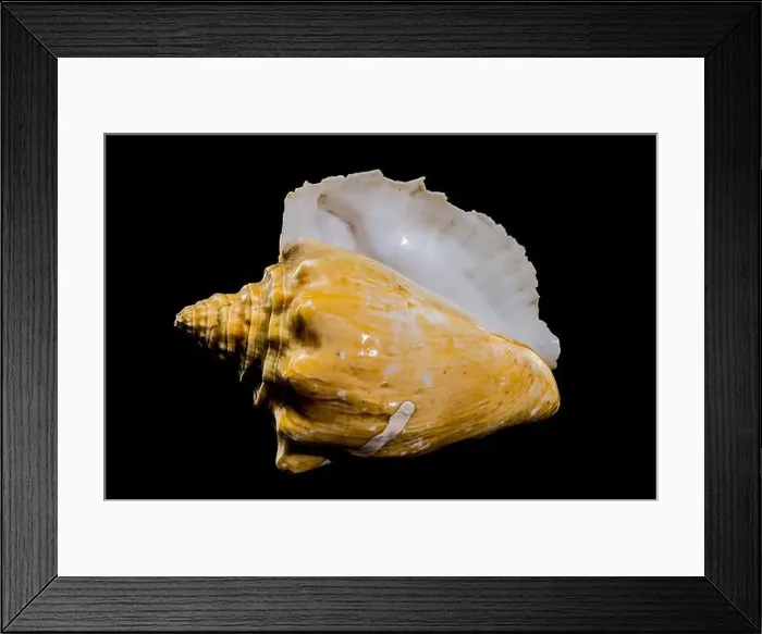 Framed Print : Close-up of a golden Strombus costatus seashell against a black background, showcasing intricate textures and contrasts Framed Print : Close-up of a golden Strombus costatus seashell against a black background, showcasing intricate textures and contrasts