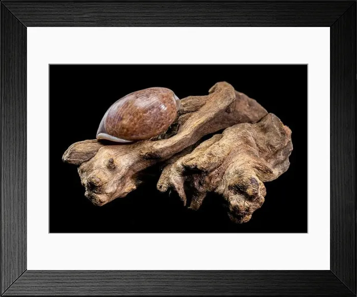 Framed Print : Close-up of a Bulla quoyii, also known as the brown bubble snail Framed Print : Close-up of a Bulla quoyii, also known as the brown bubble snail