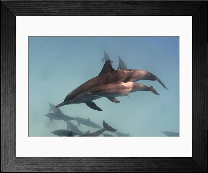 Framed Print : Mother and baby spinner dolphins in the blue sea underwater Framed Print : Mother and baby spinner dolphins in the blue sea underwater