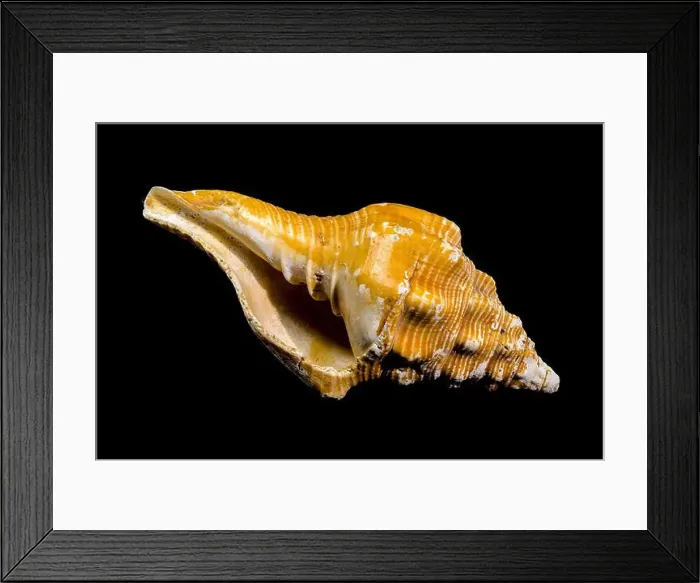 Framed Print : Close-up of an Africofusus ocelliferus shell Framed Print : Close-up of an Africofusus ocelliferus shell