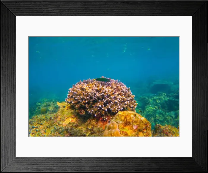 Framed Print : Underwater coral reef. View swim float, habitat of biocenosis of exotic marine tropical animals Framed Print : Underwater coral reef. View swim float, habitat of biocenosis of exotic marine tropical animals