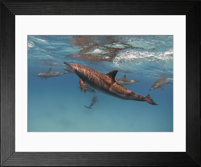 Framed Print : Spinner dolphins in the blue sea underwater Framed Print : Spinner dolphins in the blue sea underwater