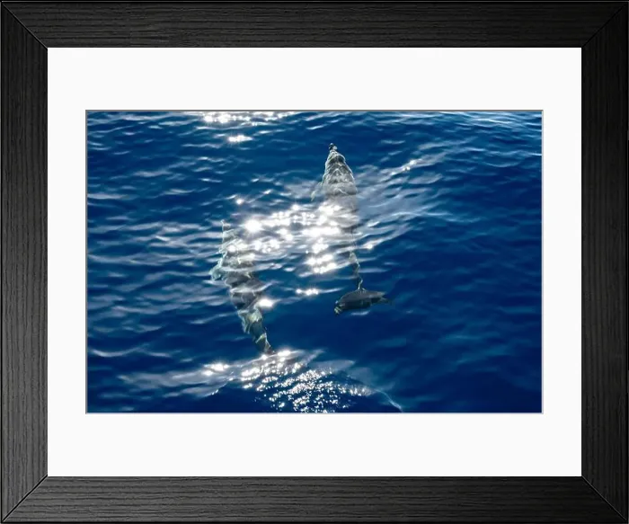 Framed Print : Watching flock of dolfins and whales from touristic boat in deep Atlantic ocean Framed Print : Watching flock of dolfins and whales from touristic boat in deep Atlantic ocean