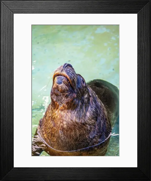 Framed Print : A playful South American sea lion Otaria flavescens surfaces with whiskered muzzle held high revealing sleek wet fur