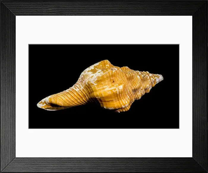 Framed Print : Close-up of an Africofusus ocelliferus shell Framed Print : Close-up of an Africofusus ocelliferus shell