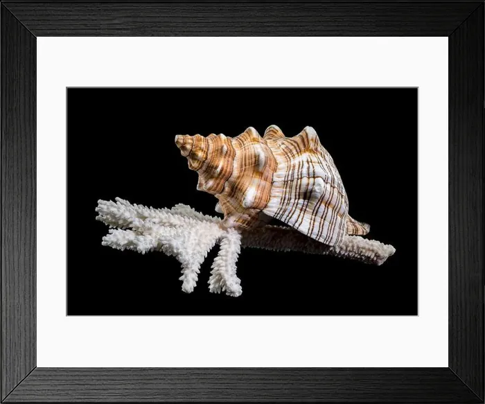 Framed Print : Close-up of a Pleuroploca trapezium shell