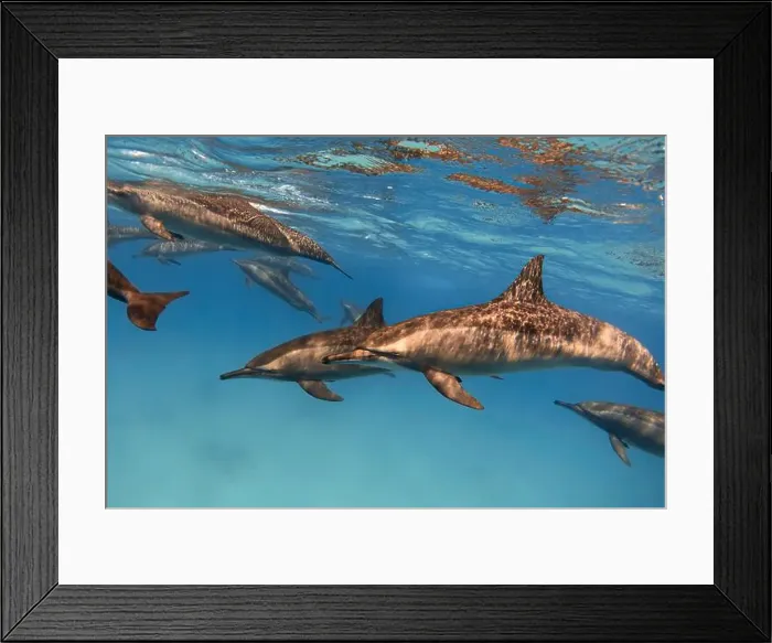 Framed Print : Group of spinner dolphins in the blue sea underwater Framed Print : Group of spinner dolphins in the blue sea underwater