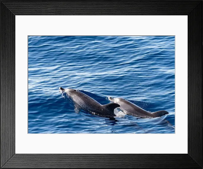 Framed Print : Watching flock of dolfins and whales from touristic boat in deep Atlantic ocean Framed Print : Watching flock of dolfins and whales from touristic boat in deep Atlantic ocean