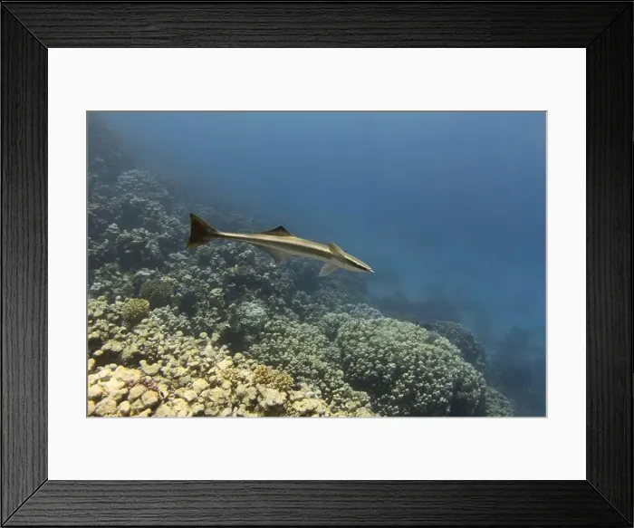 Framed Print : Remora fish swimming in the blue tropical sea Framed Print : Remora fish swimming in the blue tropical sea