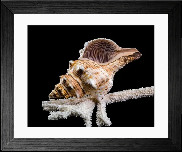 Framed Print : Close-up of a Pleuroploca trapezium shell