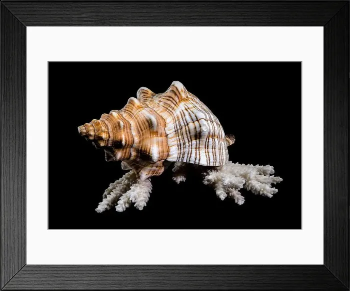Framed Print : Close-up of a Pleuroploca trapezium shell