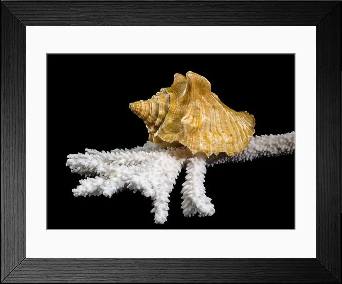 Framed Print : Close-up of a golden Strombus costatus seashell resting on a white coral branch against a black background Framed Print : Close-up of a golden Strombus costatus seashell resting on a white coral branch against a black background