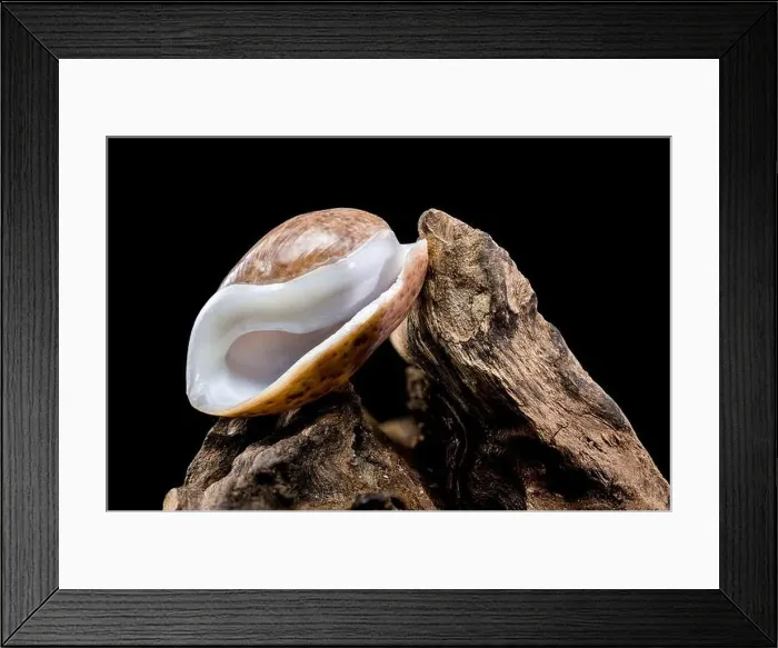 Framed Print : Close-up of a Bulla quoyii, also known as the brown bubble snail Framed Print : Close-up of a Bulla quoyii, also known as the brown bubble snail