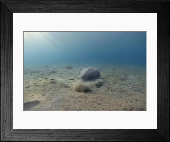 Framed Print : Stingray in the blue sea. Underwater landscape with honeycomb stingray Framed Print : Stingray in the blue sea. Underwater landscape with honeycomb stingray