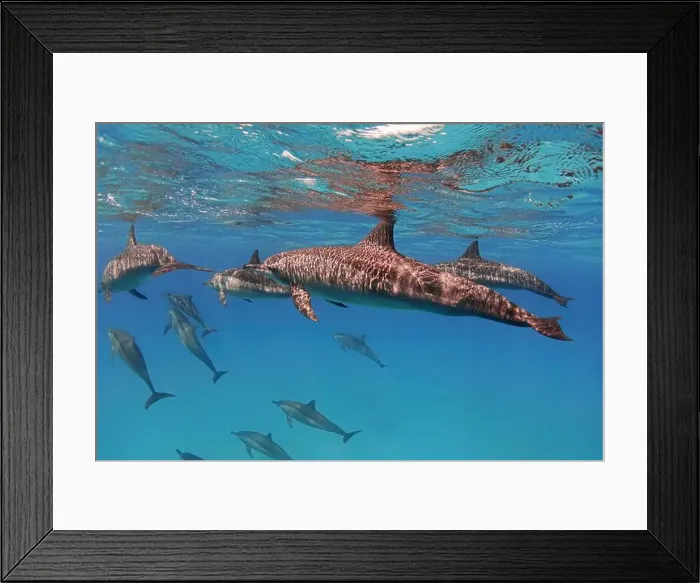 Framed Print : Group of spinner dolphins in the blue sea underwater Framed Print : Group of spinner dolphins in the blue sea underwater