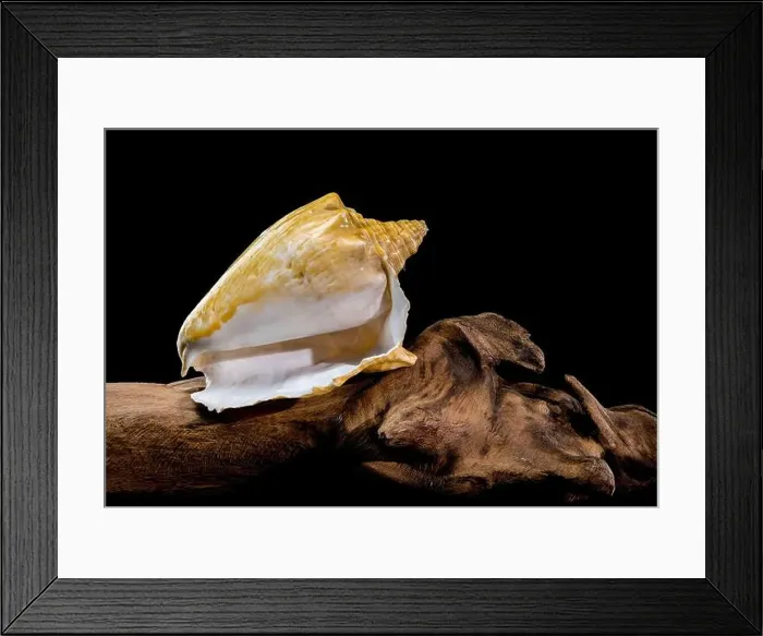 Framed Print : Close-up of a golden Strombus costatus seashell resting on a driftwood branch against a black background Framed Print : Close-up of a golden Strombus costatus seashell resting on a driftwood branch against a black background