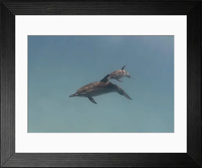 Framed Print : Mother and baby spinner dolphins swimming in the sea underwater Framed Print : Mother and baby spinner dolphins swimming in the sea underwater