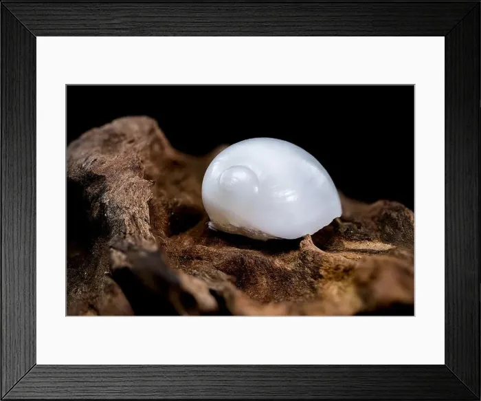Framed Print : Close-up of a Nerite snail shell resting on textured driftwood against a black background Framed Print : Close-up of a Nerite snail shell resting on textured driftwood against a black background