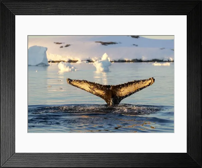 Framed Print : Humpback whale's tail. Whales in Antarctica Framed Print : Humpback whale's tail. Whales in Antarctica