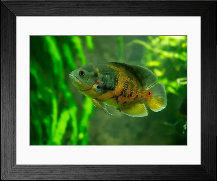 Framed Print : Tiger Oscar fish (Astronotus ocellatus) Framed Print : Tiger Oscar fish (Astronotus ocellatus)