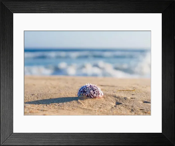 Framed Print : Spiky sea urchin on the warm beach under the sun Framed Print : Spiky sea urchin on the warm beach under the sun