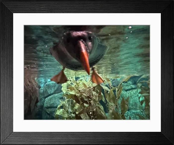 Framed Print : Puffin swimming at the Georgia Aquarium Framed Print : Puffin swimming at the Georgia Aquarium