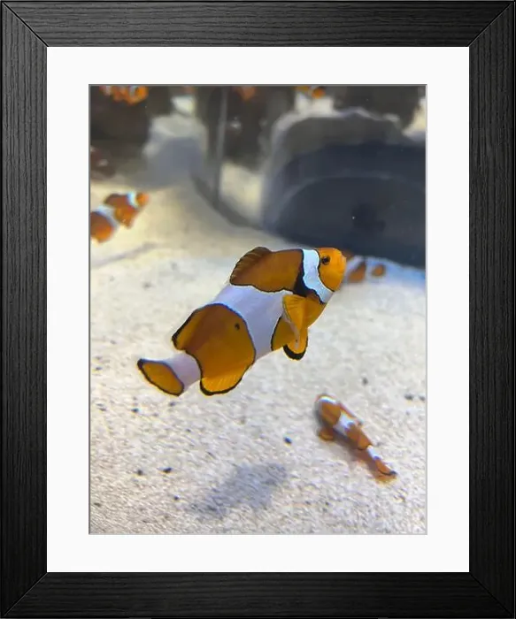 Framed Print : An orange and white clown fish in Aquarium Framed Print : An orange and white clown fish in Aquarium