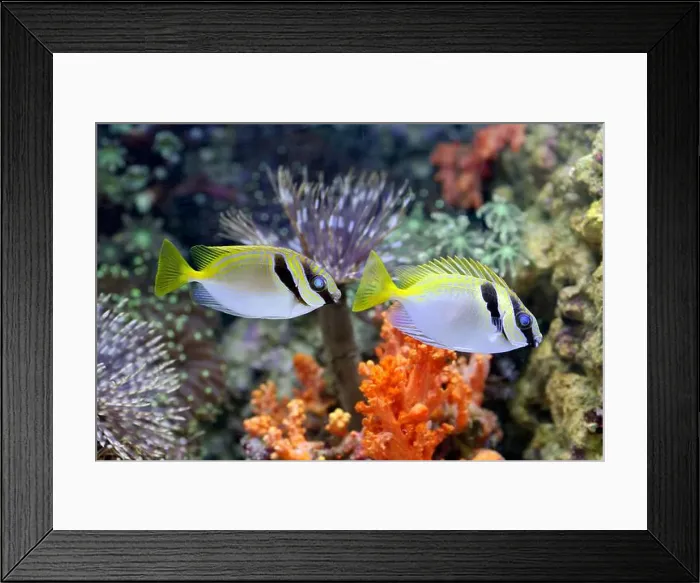 Framed Print : Small fishes swimming near coral Framed Print : Small fishes swimming near coral