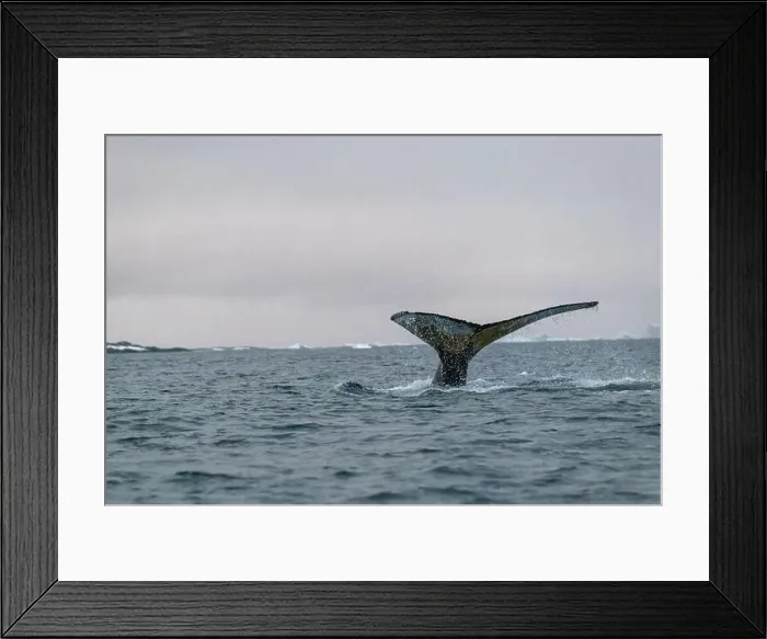Framed Print : Humpback whale's tail. Whales in Antarctica Framed Print : Humpback whale's tail. Whales in Antarctica